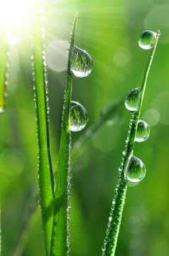 Dew drops closeup Stock Photos