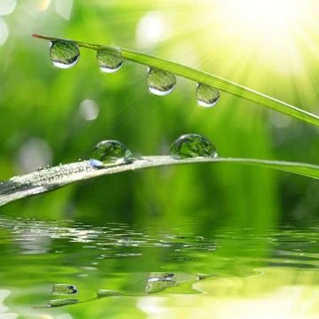 Dew drops closeup Stock Photos