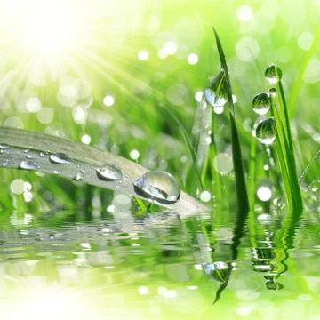 Dew drops closeup Stock Photos