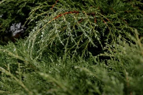 Dew drops on a cloudy afternoon on the pine leaves of a pine tree Stock Photos