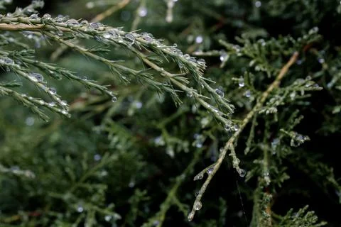 Dew drops on a cloudy afternoon on the pine leaves of a pine tree Foto stock