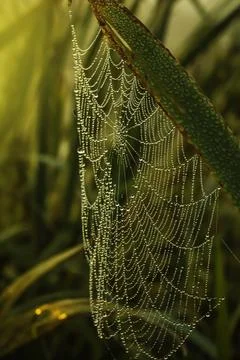 Dew drops on cobweb and grass leaf Stock Photos