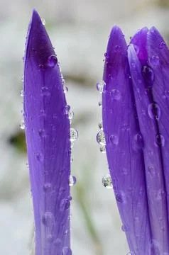 Dew drops on Crocus petals Stock Photos
