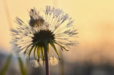 Dew drops on Dandelion close up isolated Stock Photos