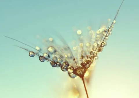 Dew drops on a dandelion seed Foto stock
