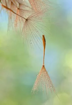 Dew drops on a dandelion seed Free Stock Photos