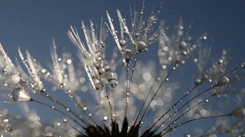 Dew drops on a dandelion seeds Stock Footage 71945945