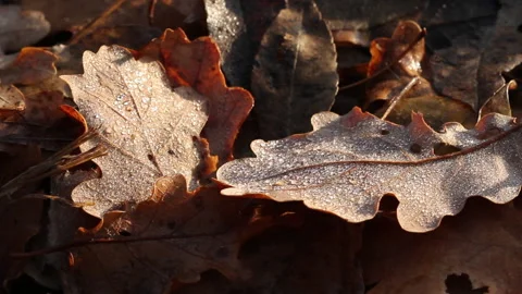 Dew drops on dead leaves 2 Stock Footage 148488435