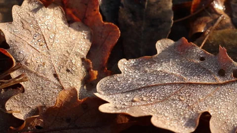 Dew drops on dead leaves Stock Footage 148488340
