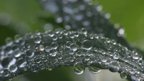 Dew drops on the edge of a green leaf of grass Stock Footage 303837108