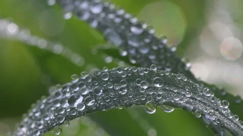 Dew drops on the edge of a green leaf of grass Stock Footage 303837129