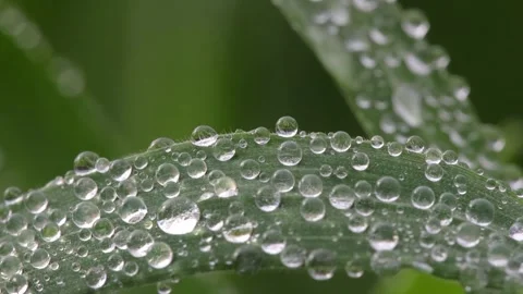 Dew drops on the edge of a green leaf of grass Stock Footage 303837241