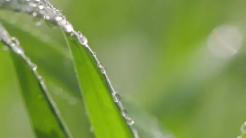 Dew drops on the edge of a green leaf of grass Stock Footage 303837310