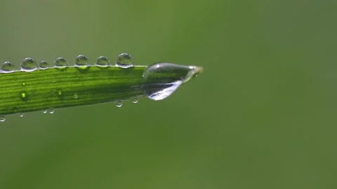 Dew drops on the edge of a green leaf of grass Stock Footage 303837525
