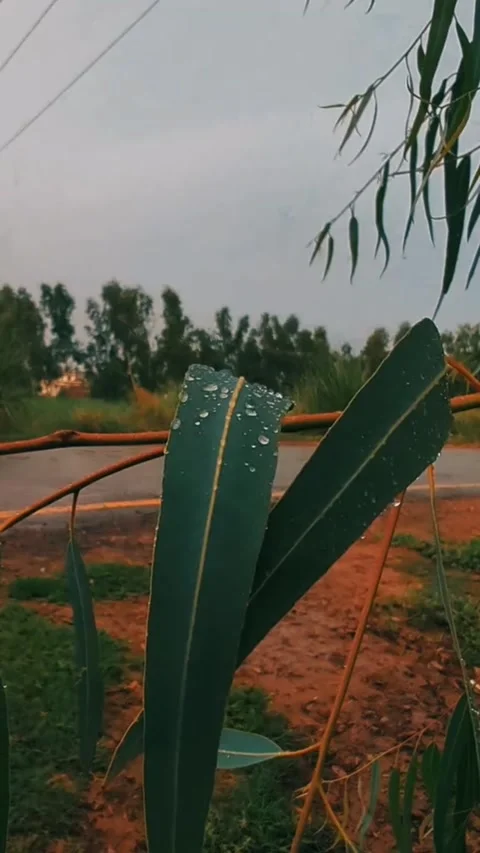 Dew drops on eucalyptus leaves after rain on a countryside road 스톡 동영상 343832781