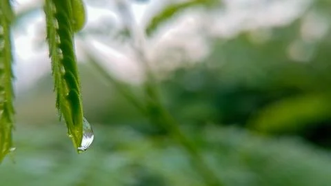 Dew drops fall on the tips of leaves. Stock Photos