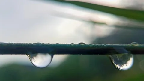 Dew drops fall on the tips of leaves. Stock Photos