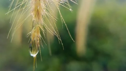 Dew drops fall on the tips of leaves. Stock Photos