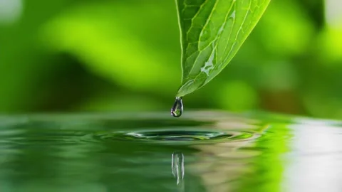 Dew drops fall into water from green fresh leaf. Slow motion shot with green Stock Footage 158540325