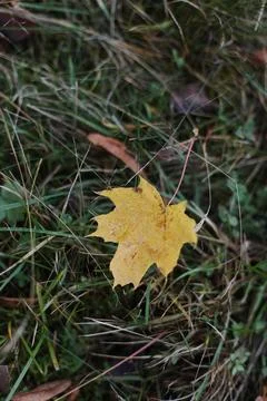 Dew drops on a fallen leaf. Concept of arrival of autumn, seasonal change of Stock Photos