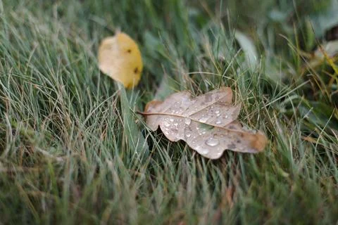 Dew drops on a fallen leaf. Concept of arrival of autumn, seasonal change of Stock Photos