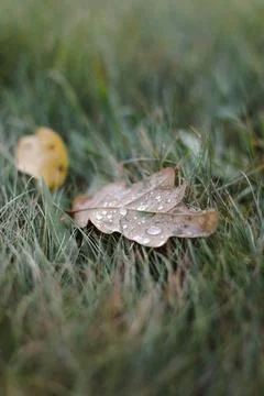 Dew drops on a fallen leaf. Concept of arrival of autumn, seasonal change of Stock Photos