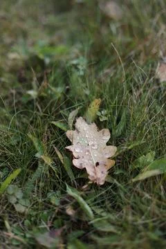 Dew drops on a fallen leaf. Concept of arrival of autumn, seasonal change of Stock Photos
