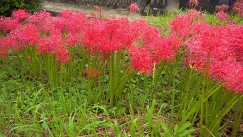 Dew drops falling on flower petals. Red flowers in the park. Stock Footage 140421733