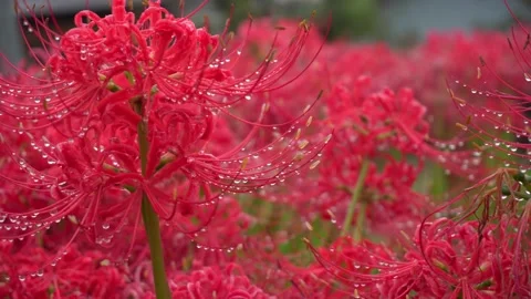 Dew drops falling on flower petals. Red flowers in the park. 스톡 동영상 140421772