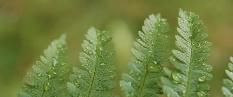 Dew drops on a fern Stock Footage 251739495