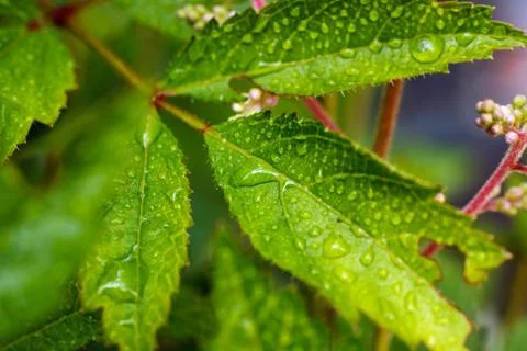 Dew drops on flower leaws Stock Photos