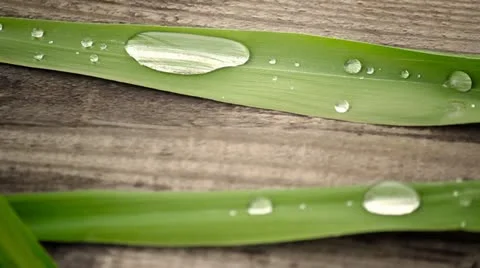 Dew drops Stock Footage 11253624