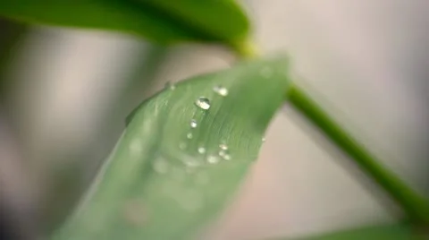 Dew drops Stock Footage 11253739
