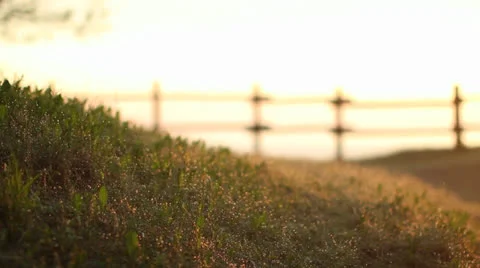 Dew drops Stock Footage 23691583