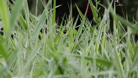 Dew drops Stock Footage 221500979