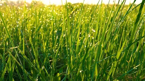Dew drops in front of blurred grass in morning sun rays. Blurred background. Stock Footage 89725754