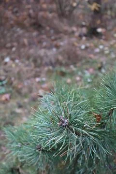 Dew drops gently resting on pine needles in autumn forest Stock Photos