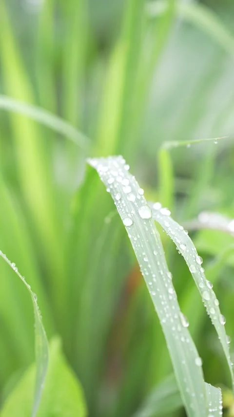 Dew drops glistening on the tips of fresh grass leaves in the morning Stock Footage 344706331