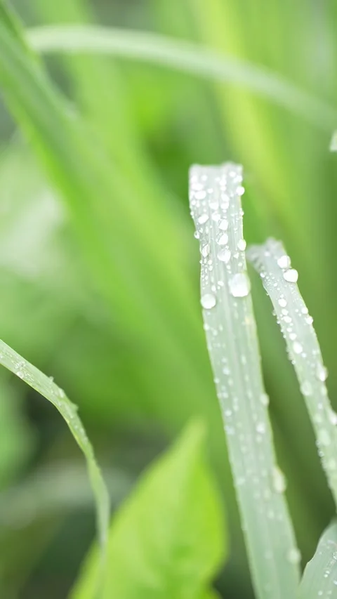 Dew drops glistening on the tips of fresh grass leaves in the morning Stock Footage 344706336
