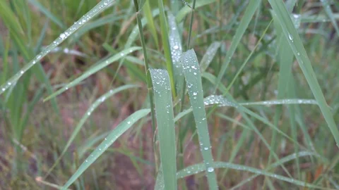 Dew drops on grass after rain 4k Stock Footage 92382083