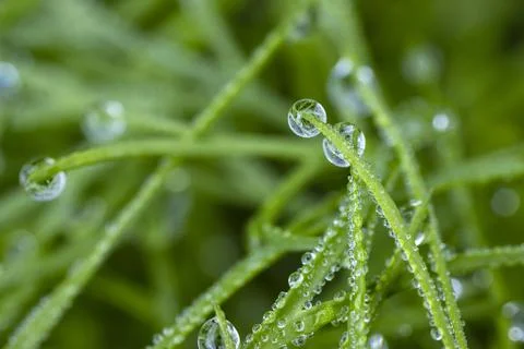 Dew drops on the grass, background for harmony and relaxation Stock Photos