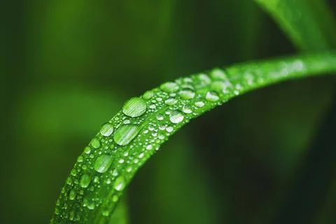 Dew drops on grass blade closeup Stock-Fotos