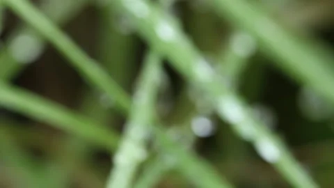 Dew drops on grass blades 1 Video stock 148488310