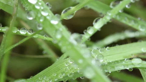 Dew drops on grass blades 2 Stock Footage 148488286