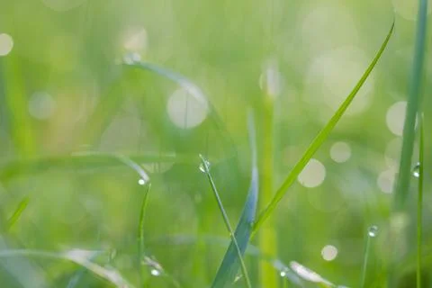 Dew drops on grass close up background Stock Photos