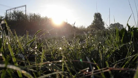 Dew drops on the grass close up. Dawn Stock Footage 93389416