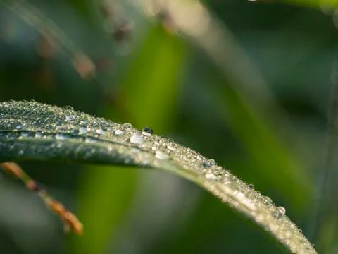 Dew drops on the grass close-up. Stock Photos