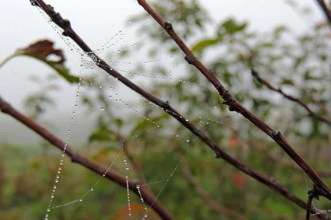 Dew drops on the grass, cobwebs Stock Photos