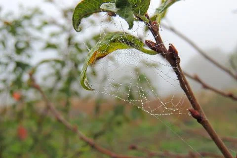 Dew drops on the grass, cobwebs Stock Photos