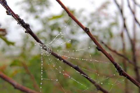 Dew drops on the grass, cobwebs Stock Photos